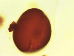 Afrobrunnichia erecta pollen