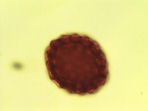 Polygonum opelousanum pollen
