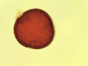 Valeriana chaerophylloides pollen