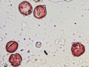 Lamium galeobdolon pollen