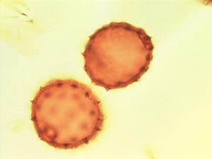 Pollen from the plant Genus Dombeya.