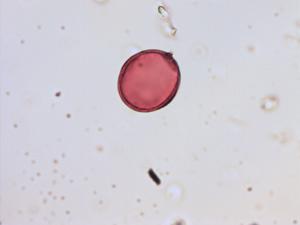 Anchusa arvensis pollen