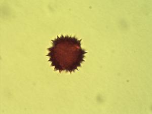 Synedrella pollen