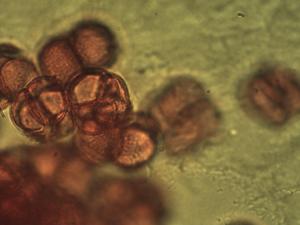 Typha latifolia pollen