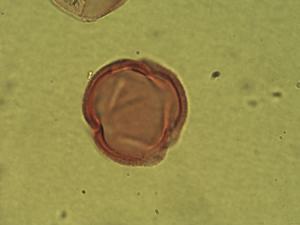 Chlorophytum pollen