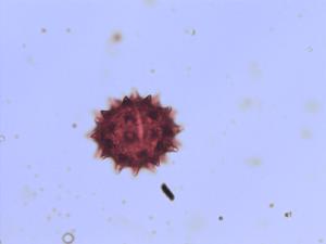 Cirsium arvense pollen