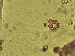 Alternanthera nesiotes pollen
