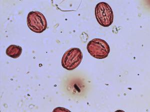 Sempervivum arachnoideum pollen