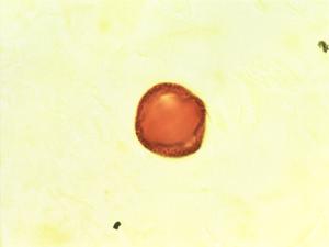 Citrus trifoliata pollen