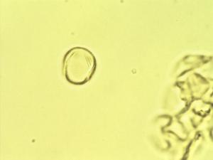 Cymbalaria pollen
