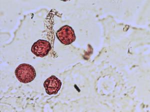Buxus sempervirens pollen