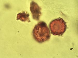Uapaca guineensis pollen