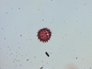 Alloispermum colimense pollen