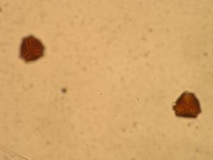Cistus symphytifolius pollen