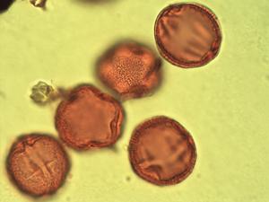 Erythrococca pollen