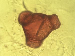 Oenothera erythrosepala pollen