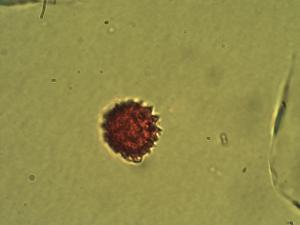 Ageratum conyzoides pollen