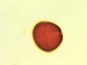 Strychnos camptoneura pollen