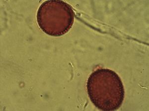 Sparganium emersum pollen