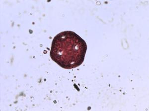Stellaria nemorum pollen