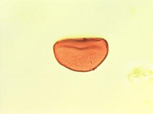 Laccosperma pollen