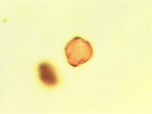 Cordyla pollen