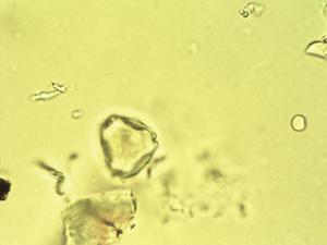 Myrceugenia planipes pollen