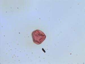 Pycreus pollen