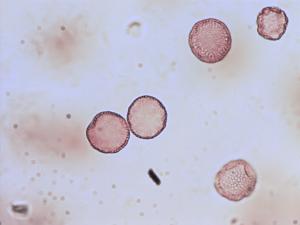 Triglochin palustris pollen