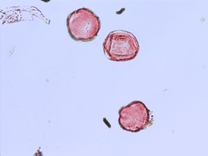 Hippuris vulgaris pollen