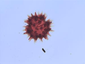 Vernonia arctioides pollen