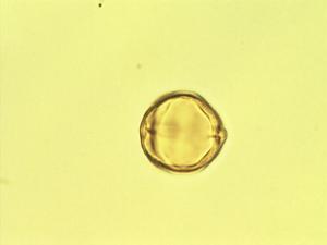 Lantana peduncularis pollen