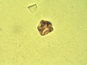 Discoclaoxylon hexandrum pollen
