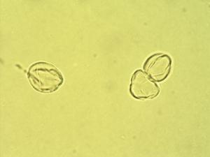 Hydrangea macrophylla pollen