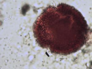 Geranium macrorrhizum pollen