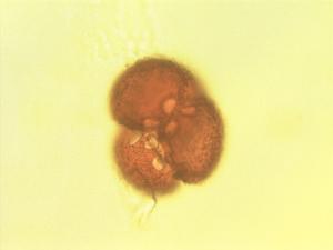 Dionaea muscipula pollen