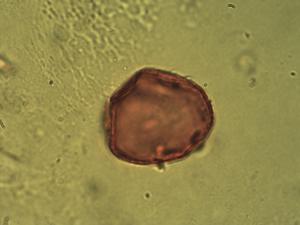 Alopecurus geniculatus pollen