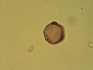 Betula platyphylla pollen