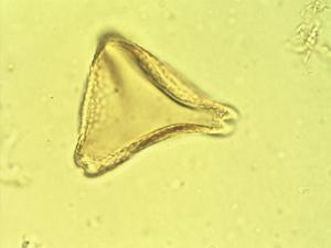 Cardiospermum corindum pollen