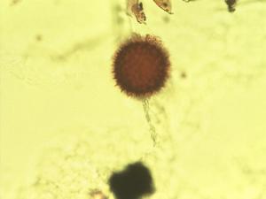 Sida salviifolia pollen