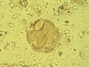 Ocimum pollen