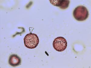 Pollen from the plant Genus Beckwithia.