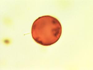 Pollen from the plant Genus Carapa.