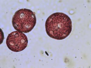 Stellaria aquatica pollen