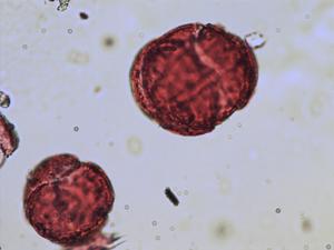 Berberis vulgaris pollen