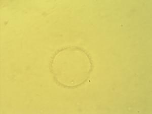 Zanthoxylum pollen