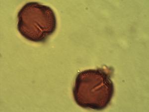 Pollen from the plant Genus Carica.