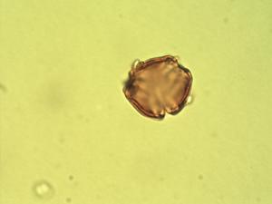 Loeseneriella apiculata pollen