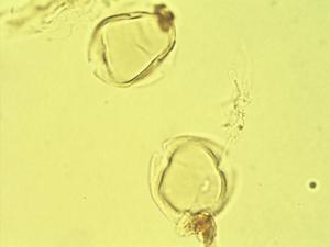 Capsicum pollen