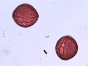 Halimium ocymoides pollen
